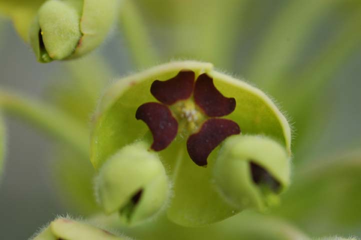 Euphorbia characias / Euforbia cespugliosa